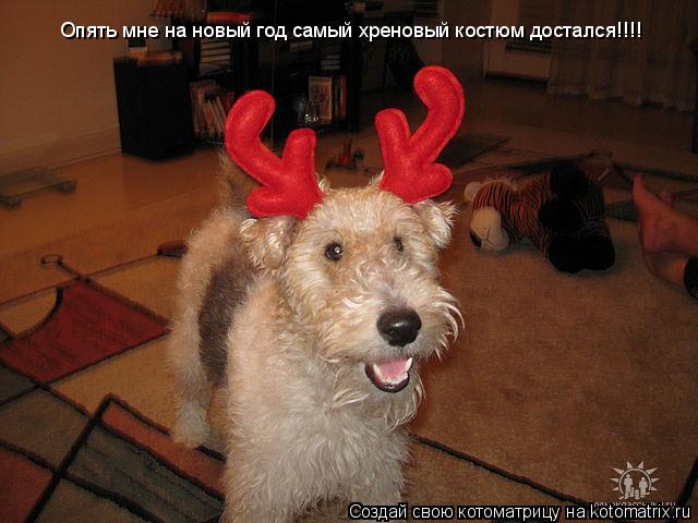 Котоматрица: Опять мне на новый год самый хреновый костюм достался!!!!