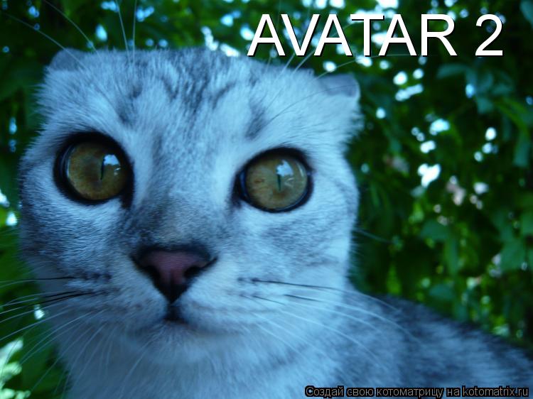 Котоматрица: AVATAR 2