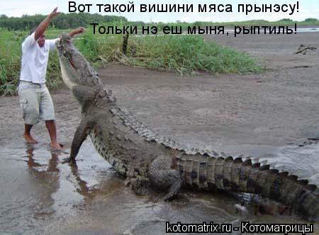 Котоматрица: Вот такой вишини мяса прынэсу! Тольки нэ еш мыня, рыптиль!