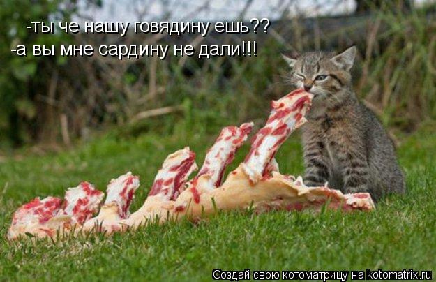 Котоматрица: -ты че нашу говядину ешь?? -а вы мне сардину не дали!!!