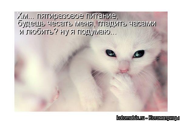 Котоматрица: Хм... пятиразовое питание,  будешь чесать меня, гладить часами  и любить? ну я подумаю...