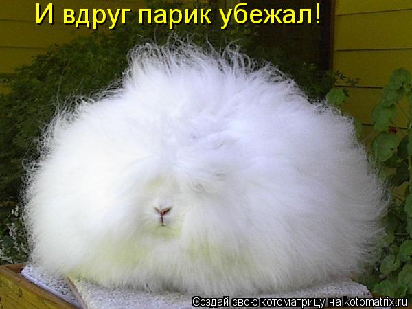 Котоматрица: И вдруг парик убежал!