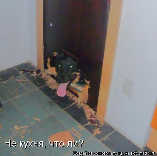 Котоматрица: Не кухня, что ли?