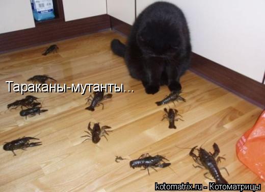 Тараканы-мутанты...... Котоматрица: Тараканы-мутанты...