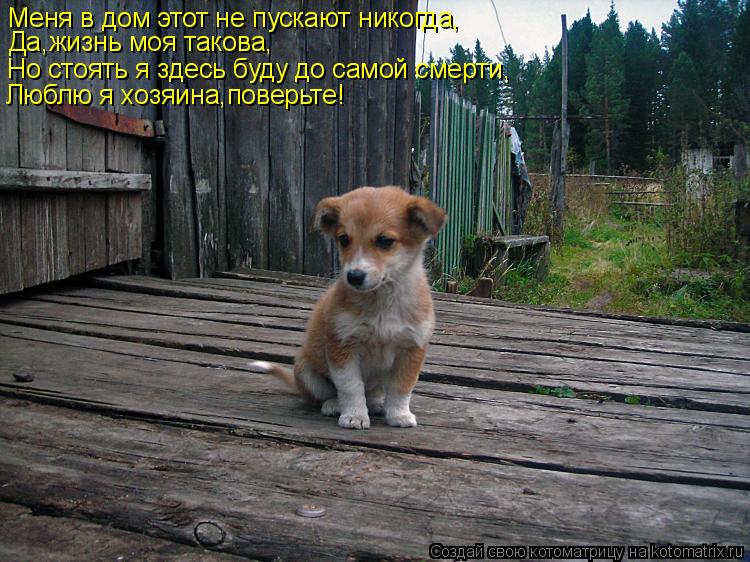 Меня в дом этот не пускают никогда, Да,жизнь моя такова, Но стоять я здесь буду до самой смерти, Любл... Котоматрица: Меня в дом этот не пускают никогда, Да,жизнь моя такова, Но стоять я здесь буду до самой смерти, Люблю я хозяина,поверьте!