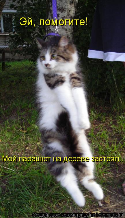 Эй, помогите! Мой парашют на дереве застрял..... Котоматрица: Эй, помогите! Мой парашют на дереве застрял..