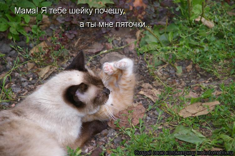 Мама! Я тебе шейку почешу, а ты мне пяточки...... Котоматрица: Мама! Я тебе шейку почешу, а ты мне пяточки...