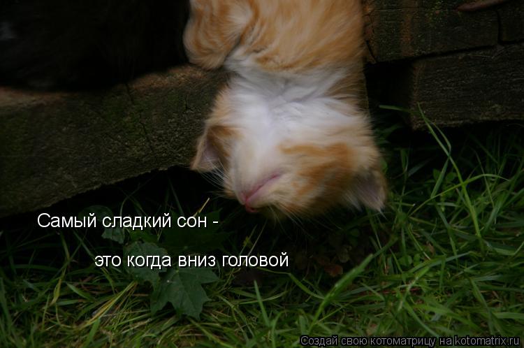 Самый сладкий сон - это когда вниз головой... Котоматрица: Самый сладкий сон - это когда вниз головой