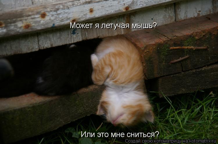 Может я летучая мышь? Или это мне сниться?... Котоматрица: Может я летучая мышь? Или это мне сниться?