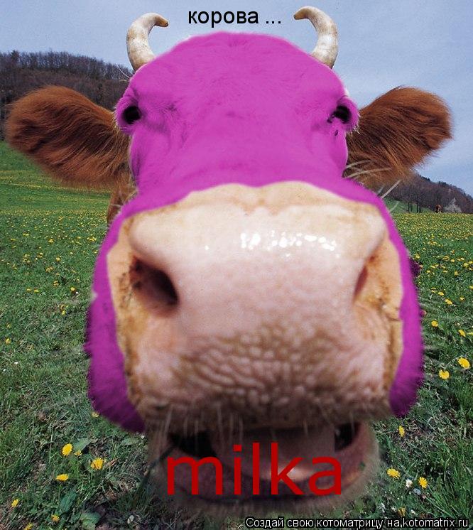 Котоматрица: корова ... milka