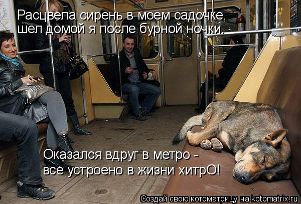 Расцвела сирень в моем садочке, шел домой я после бурной ночки. Оказался вдруг в метро - все устрое... Котоматрица: Расцвела сирень в моем садочке, шел домой я после бурной ночки. Оказался вдруг в метро - все устроено в жизни хитрО!