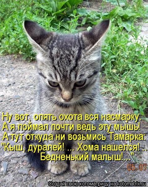 Ну вот, опять охота вся насмарку. А я поймал почти ведь эту мышь! А тут откуда ни возьмись Тамарка: ... Котоматрица: Ну вот, опять охота вся насмарку. А я поймал почти ведь эту мышь! А тут откуда ни возьмись Тамарка: "Кыш, дуралей! ... Хома нашелся! ... Бедненьки