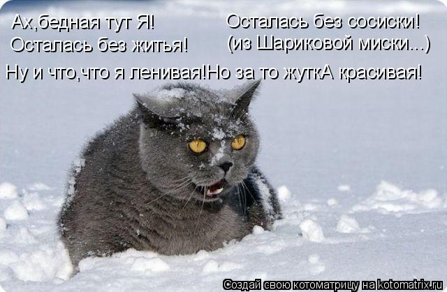 Ах,бедная тут Я! Осталась без житья! Осталась без сосиски! (из Шариковой миски...) Ну и что,что я лен... Котоматрица: Ах,бедная тут Я! Осталась без житья! Осталась без сосиски! (из Шариковой миски...) Ну и что,что я ленивая!Но за то жуткА красивая!