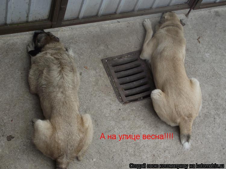 А на улице весна!!!!... Котоматрица: А на улице весна!!!!
