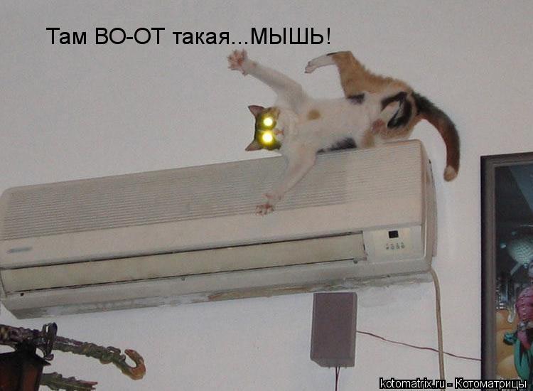 Там ВО-ОТ такая...МЫШЬ!... Котоматрица: Там ВО-ОТ такая...МЫШЬ!