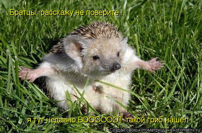 Братцы, расскажу не поверитеЯ тут недавно ВОООООООТ такой гриб нашёл Братцы, расскажу не поверитеЯ ту... Котоматрица: Братцы, расскажу не поверитеЯ тут недавно ВОООООООТ такой гриб нашёл Братцы, расскажу не поверитеЯ тут недавно ВОООООООТ такой гриб нашёл