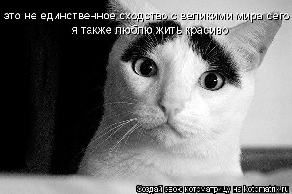 это не единственное сходство с великими мира сего я также люблю жить красиво... Котоматрица: это не единственное сходство с великими мира сего я также люблю жить красиво