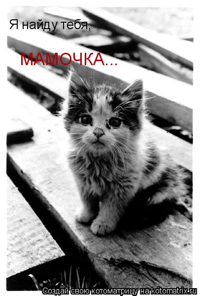 Я найду тебя, МАМОЧКА...... Котоматрица: Я найду тебя, МАМОЧКА...
