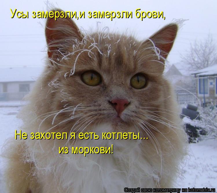 Усы замерзли,и замерзли брови, Не захотел я есть котлеты... из моркови!... Котоматрица: Усы замерзли,и замерзли брови, Не захотел я есть котлеты... из моркови!