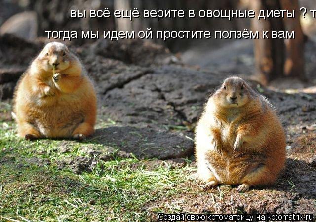 вы всё ещё верите в овощные диеты ? тогда мы идем ой простите ползём к вам тогда мы идем ой простите... Котоматрица: вы всё ещё верите в овощные диеты ? тогда мы идем ой простите ползём к вам тогда мы идем ой простите ползём к вам