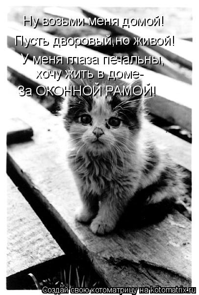 Ну возьми меня домой! Пусть дворовый,но живой! У меня глаза печальны, хочу жить в доме- За ОКОННОЙ РА... Котоматрица: Ну возьми меня домой! Пусть дворовый,но живой! У меня глаза печальны, хочу жить в доме- За ОКОННОЙ РАМОЙ!