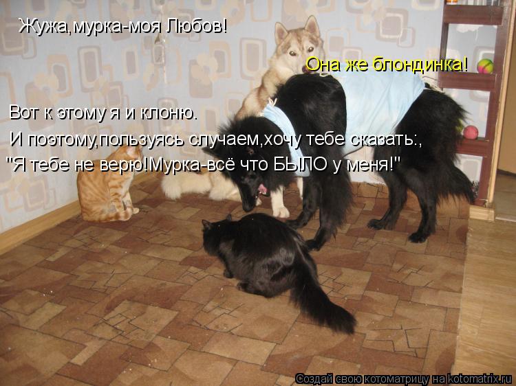 Жужа,мурка-моя Любов! Она же блондинка! Вот к этому я и клоню. И поэтому,пользуясь случаем,хочу тебе ... Котоматрица: Жужа,мурка-моя Любов! Она же блондинка! Вот к этому я и клоню. И поэтому,пользуясь случаем,хочу тебе сказать:, "Я тебе не верю!Мурка-всё что БЫЛ