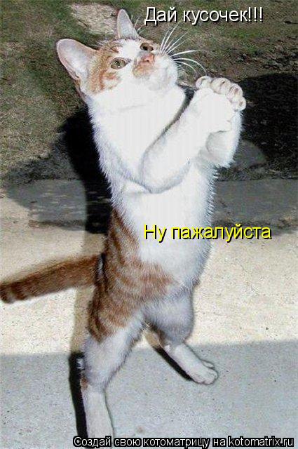 Дай кусочек!!! Ну пажалуйста... Котоматрица: Дай кусочек!!! Ну пажалуйста