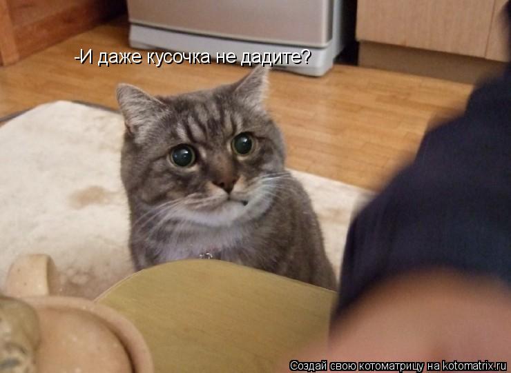 -И даже кусочка не дадите?... Котоматрица: -И даже кусочка не дадите?