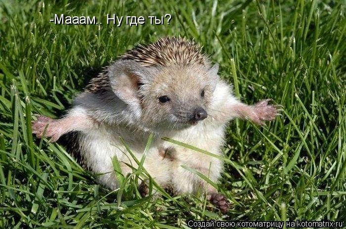 -Мааам.. Ну где ты?... Котоматрица: -Мааам.. Ну где ты?