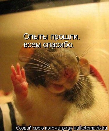 Опыты прошли. всем спасибо.... Котоматрица: Опыты прошли. всем спасибо.