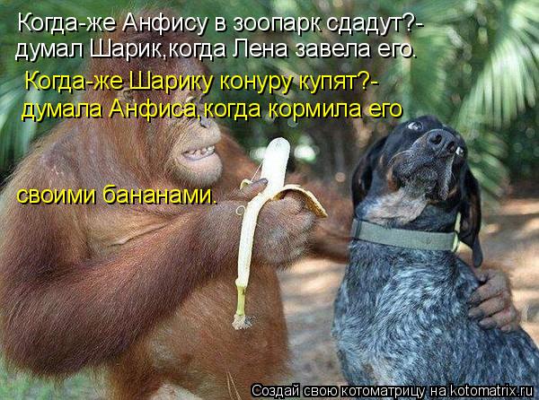 Когда-же Анфису в зоопарк сдадут?- думал Шарик,когда Лена завела его. Когда-же Шарику конуру купят?- ... Котоматрица: Когда-же Анфису в зоопарк сдадут?- думал Шарик,когда Лена завела его. Когда-же Шарику конуру купят?- думала Анфиса,когда кормила его своими б