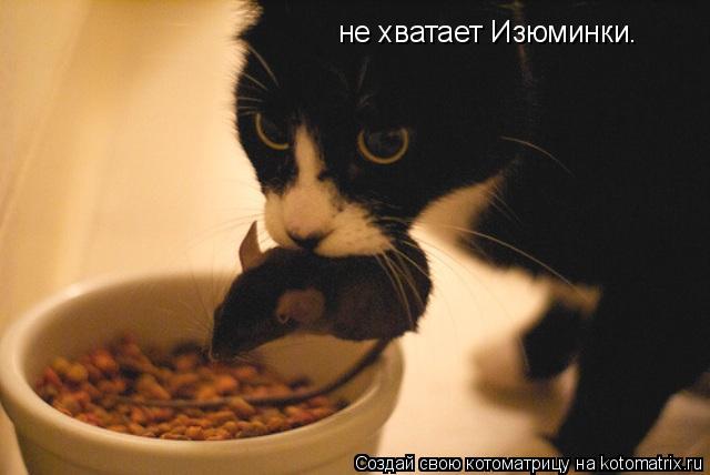 не хватает Изюминки.... Котоматрица: не хватает Изюминки.