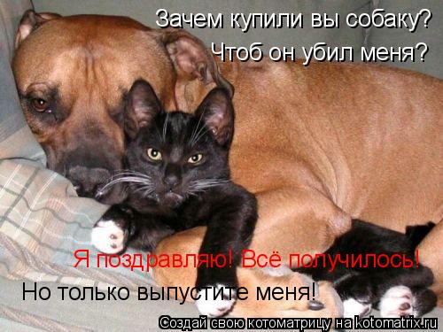 Зачем купили вы собаку? Чтоб он убил меня? Я поздравляю! Всё получилось! Но только выпустите меня!... Котоматрица: Зачем купили вы собаку? Чтоб он убил меня? Я поздравляю! Всё получилось! Но только выпустите меня!