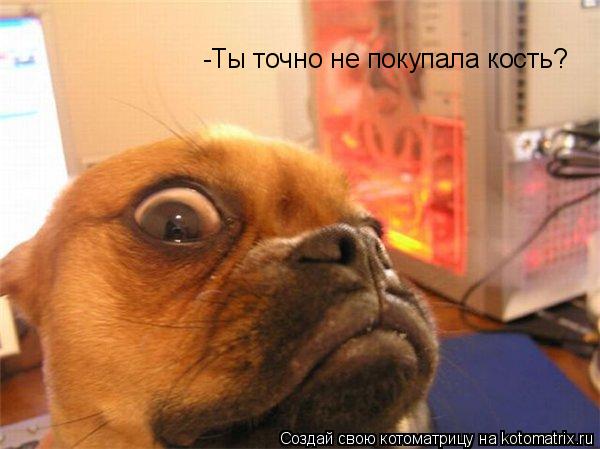 -Ты точно не покупала кость?... Котоматрица: -Ты точно не покупала кость?