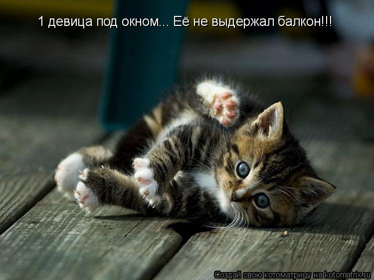 1 девица под окном... Её не выдержал балкон!!!... Котоматрица: 1 девица под окном... Её не выдержал балкон!!!