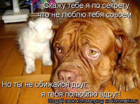 Скажу тебе я по секрету, что не люблю тебя совсем. Но ты не обижайся друг, я тебя полюблю вдруг!... Котоматрица: Скажу тебе я по секрету, что не люблю тебя совсем. Но ты не обижайся друг, я тебя полюблю вдруг!