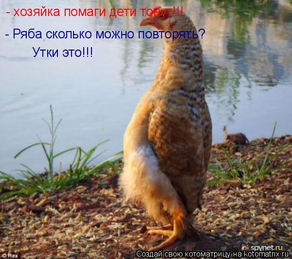 - хозяйка помаги дети тонут!!! - Ряба сколько можно повторять? Утки это!!!... Котоматрица: - хозяйка помаги дети тонут!!! - Ряба сколько можно повторять? Утки это!!!