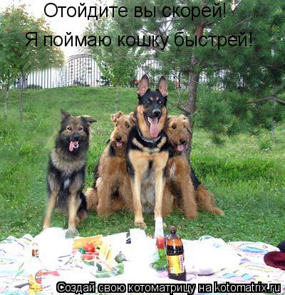 Отойдите вы скорей! Я поймаю кошку быстрей!... Котоматрица: Отойдите вы скорей! Я поймаю кошку быстрей!