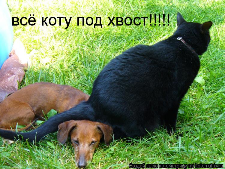 всё коту под хвост!!!!!... Котоматрица: всё коту под хвост!!!!!
