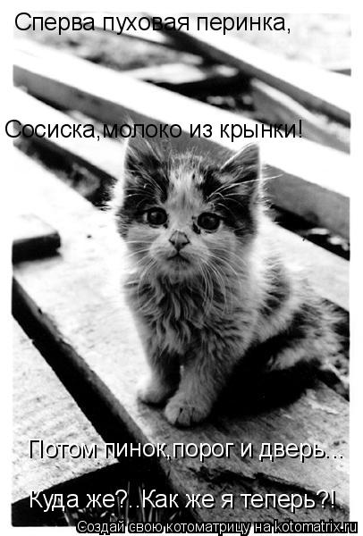 Сперва пуховая перинка, Сосиска,молоко из крынки! Потом пинок,порог и дверь... Куда же?..Как же я теп... Котоматрица: Сперва пуховая перинка, Сосиска,молоко из крынки! Потом пинок,порог и дверь... Куда же?..Как же я теперь?!