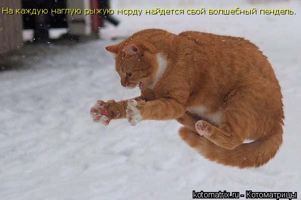 На каждую наглую рыжую морду найдется свой волшебный пендель.... Котоматрица: На каждую наглую рыжую морду найдется свой волшебный пендель.