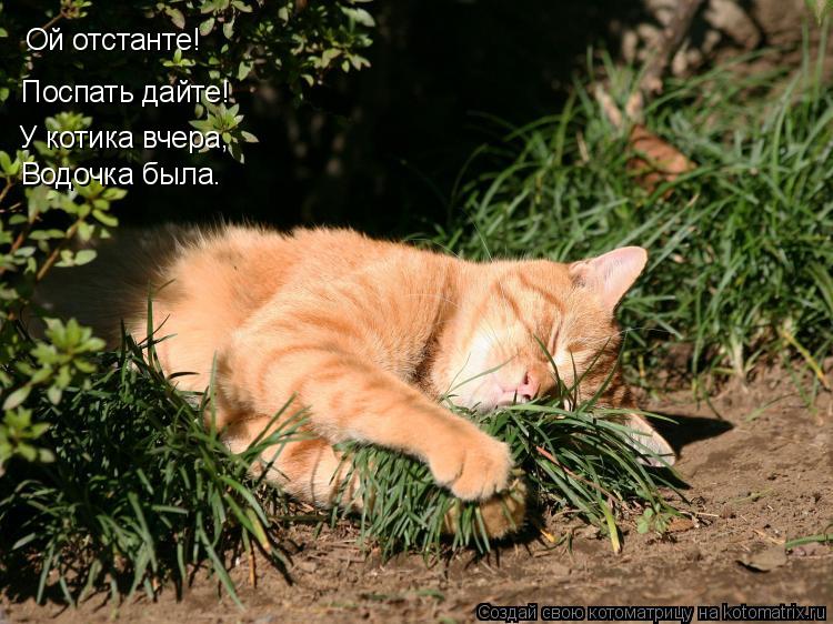 Ой отстанте! Поспать дайте! У котика вчера, Водочка была.... Котоматрица: Ой отстанте! Поспать дайте! У котика вчера, Водочка была.
