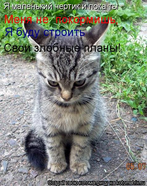 Я маленький чертик и пока ты Меня не покормишь, Я буду строить Свои злобные планы!... Котоматрица: Я маленький чертик и пока ты Меня не покормишь, Я буду строить Свои злобные планы!