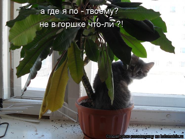 а где я по - твоему? не в горшке что-ли ?!... Котоматрица: а где я по - твоему? не в горшке что-ли ?!