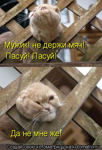Мужик! не держи мяч! Пасуй! Пасуй! Да не мне же!... Котоматрица: Мужик! не держи мяч! Пасуй! Пасуй! Да не мне же!
