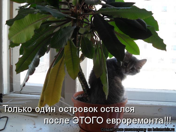 Только один островок остался после ЭТОГО евроремонта!!!... Котоматрица: Только один островок остался после ЭТОГО евроремонта!!!