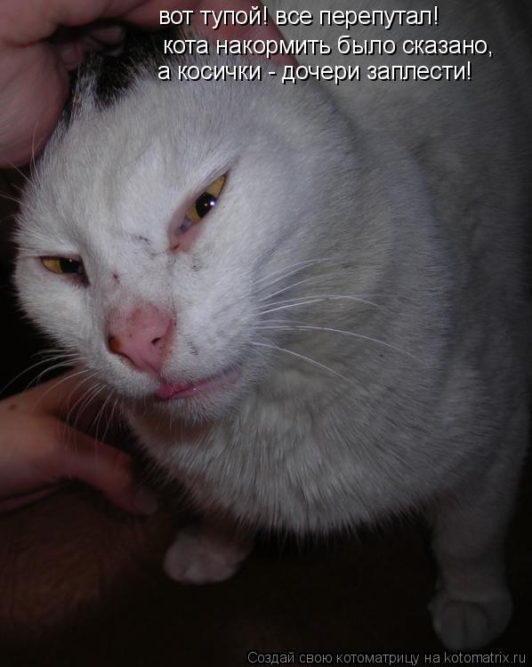 кота накормить было сказано, а косички - дочери заплести! вот тупой! все перепутал!... Котоматрица: кота накормить было сказано, а косички - дочери заплести! вот тупой! все перепутал!