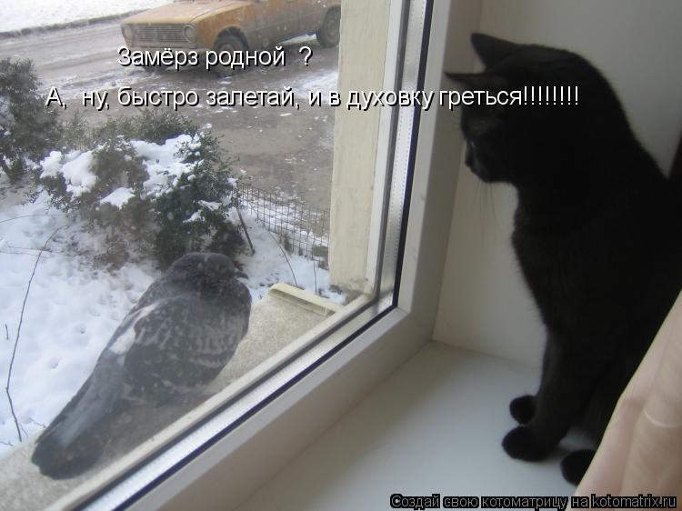 Замёрз родной ? А, ну, быстро залетай, и в духовку греться!!!!!!!!... Котоматрица: Замёрз родной ? А, ну, быстро залетай, и в духовку греться!!!!!!!!