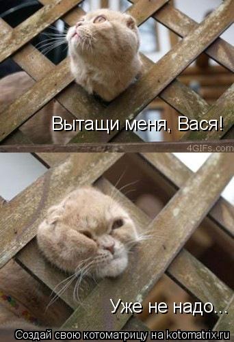 Уже не надо... Вытащи меня, Вася!... Котоматрица: Уже не надо... Вытащи меня, Вася!