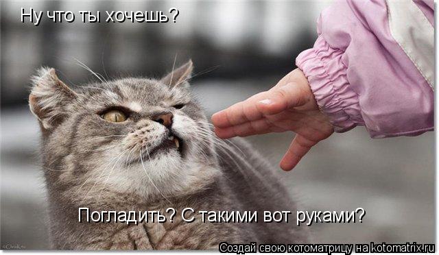 Ну что ты хочешь? Погладить? С такими вот руками?... Котоматрица: Ну что ты хочешь? Погладить? С такими вот руками?